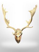 A pair of moose antlers on naturalistic plaque, width 77cm.