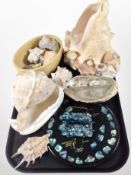 A collection of sea shells,