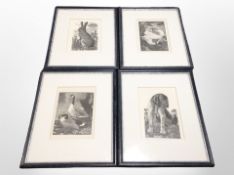 A group of four contemporary monochrome wildlife engravings, framed as a set,