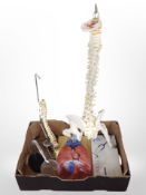A group of anatomical models, boxed stethoscope, a desk magnifying glass, etc.