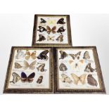 Three framed sets of butterfly specimens, each 28cm x 25cm.