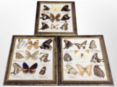 Three framed sets of butterfly specimens, each 28cm x 25cm.
