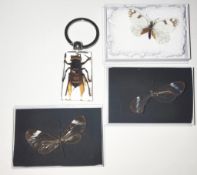 A collection of butterflies from Mexico and a large Asian hornet in resin