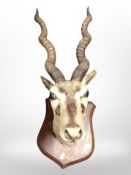 A taxidermy gazelle head on hardwood shield plaque, overall length 73cm, depth from the wall 40cm.