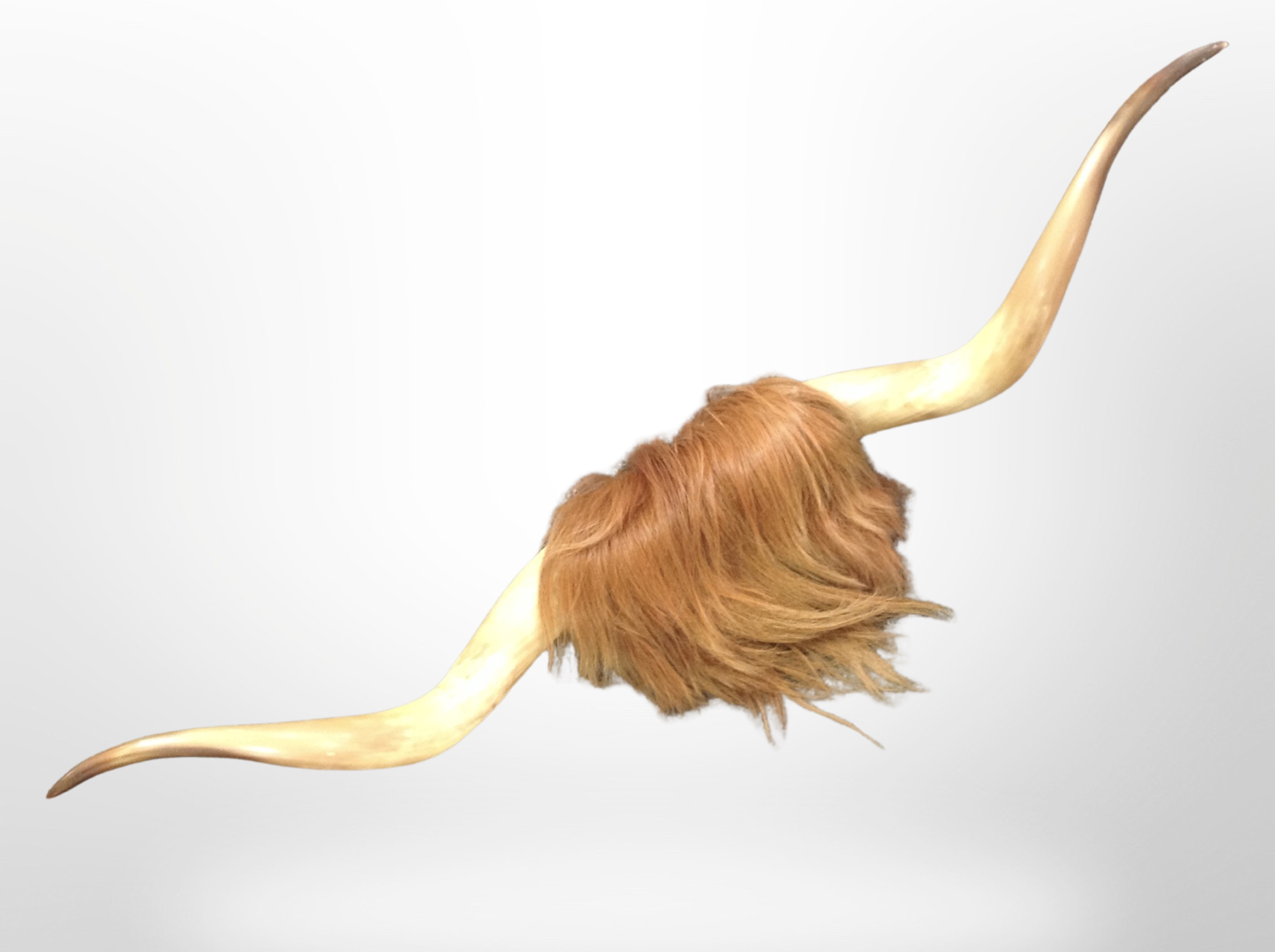 A pair of Highland cow horns, length 111cm.