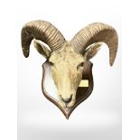 A taxidermy Pyrenean Ibex head mounted on oak shield plaque, width of horns 53cm.