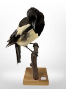 A taxidermy magpie, height 33cm.