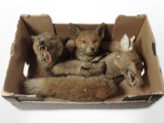 Two taxidermy fox masks on oak shields, one by P Spicer & Sons, Leamington,
