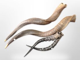 Two pairs of antelope horns, longest 67cm.