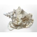 A large queen conch shell from St Lucia, approximately 25cm x 18cm.