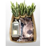 Three artificial plants in pots, a candle lantern, polyester throw.