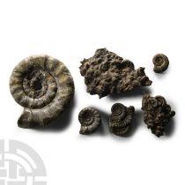 Natural History - British Mixed Pyrite with Ammonite Graveyards