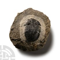 Natural History - Fossil Scutellum Trilobite
