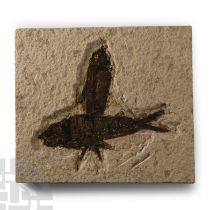 Natural History - Green River Fossil Fish Group