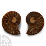Natural History - Cut and Polished Fossil Ammonite