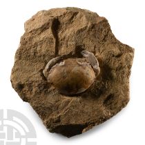 Natural History - Fossil Crab