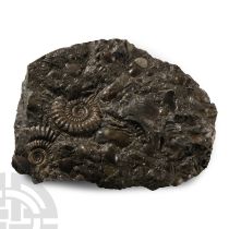 Natural History - Whitby Dac Fossil Ammonite Cluster