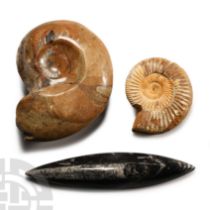Natural History - A Collection of Fossils