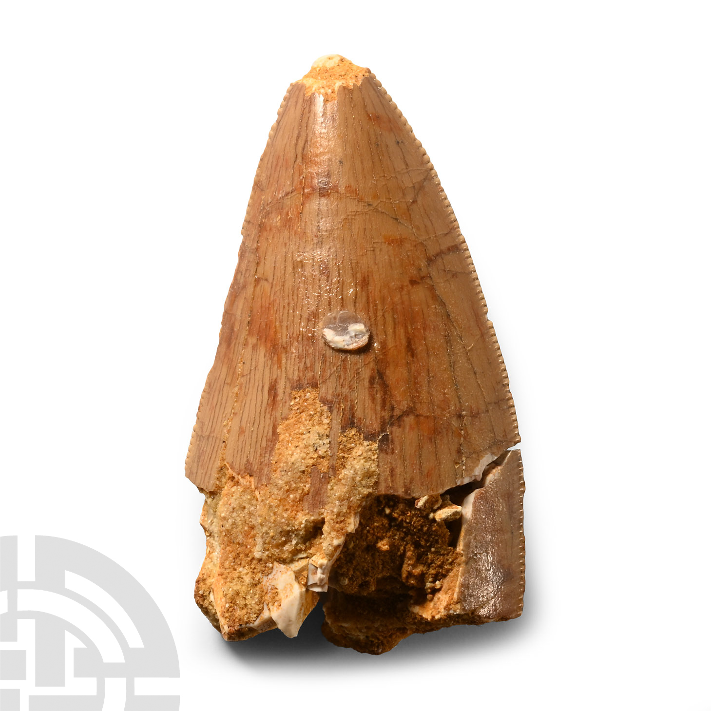 Natural History - Fossil African 'T-Rex' Tooth