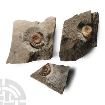 Natural History - British Promicroceras Fossil Ammonite Group