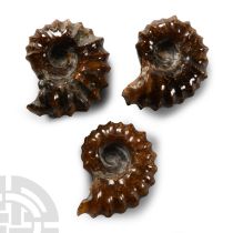 Natural History - Polished Douvilleiceras Fossil Ammonite Group