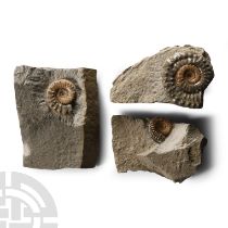 Natural History - British Microderoceras Fossil Ammonite Group