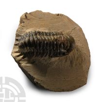 Natural History - Fossil Gibbus Trilobite