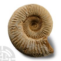 Natural History - Fossil Perisphinctes Ammonite