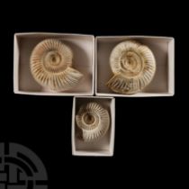 Natural History - Boxed Fossil Perisphinctes Ammonite Group