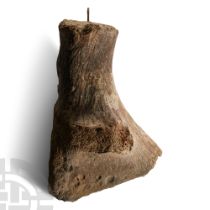 Natural History - British Woolly Mammoth or Rhinoceros Hip Bone
