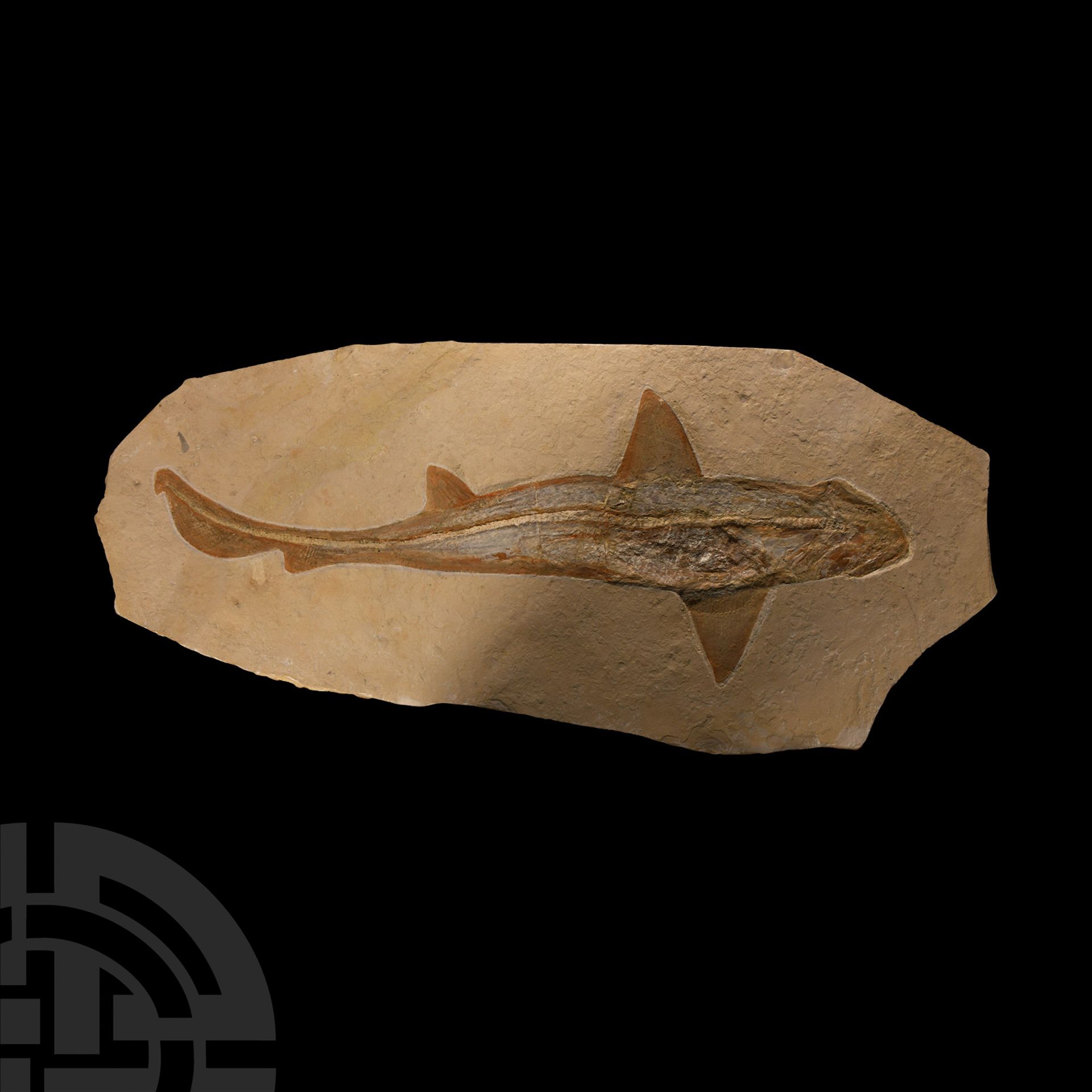 Natural History - Cretaceous Fossil Reef Shark - Bild 5 aus 5