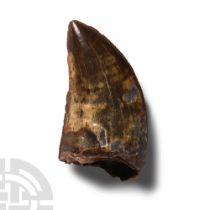 Natural History - Fossil Carcharodontosaurus Dinosaur Tooth