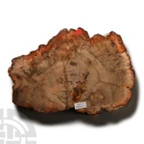 Natural History - Polished Fossilised Wood Slice