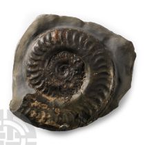 Natural History - Large Whitby Dac Fossil Ammonite