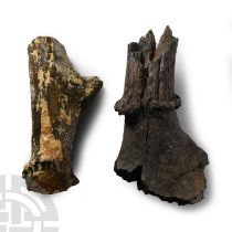 Natural History - Fossil Deer Antler Group