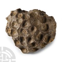 Natural History - Fossil Hexagonia Coral