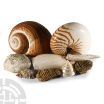 Natural History - Shell and Fossil Group