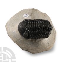 Natural History - Fossil Speculator Trilobite