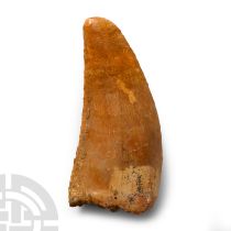 Natural History - Fossil African 'T-Rex' Tooth