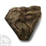 Natural History - Large Fossil Brittle Star