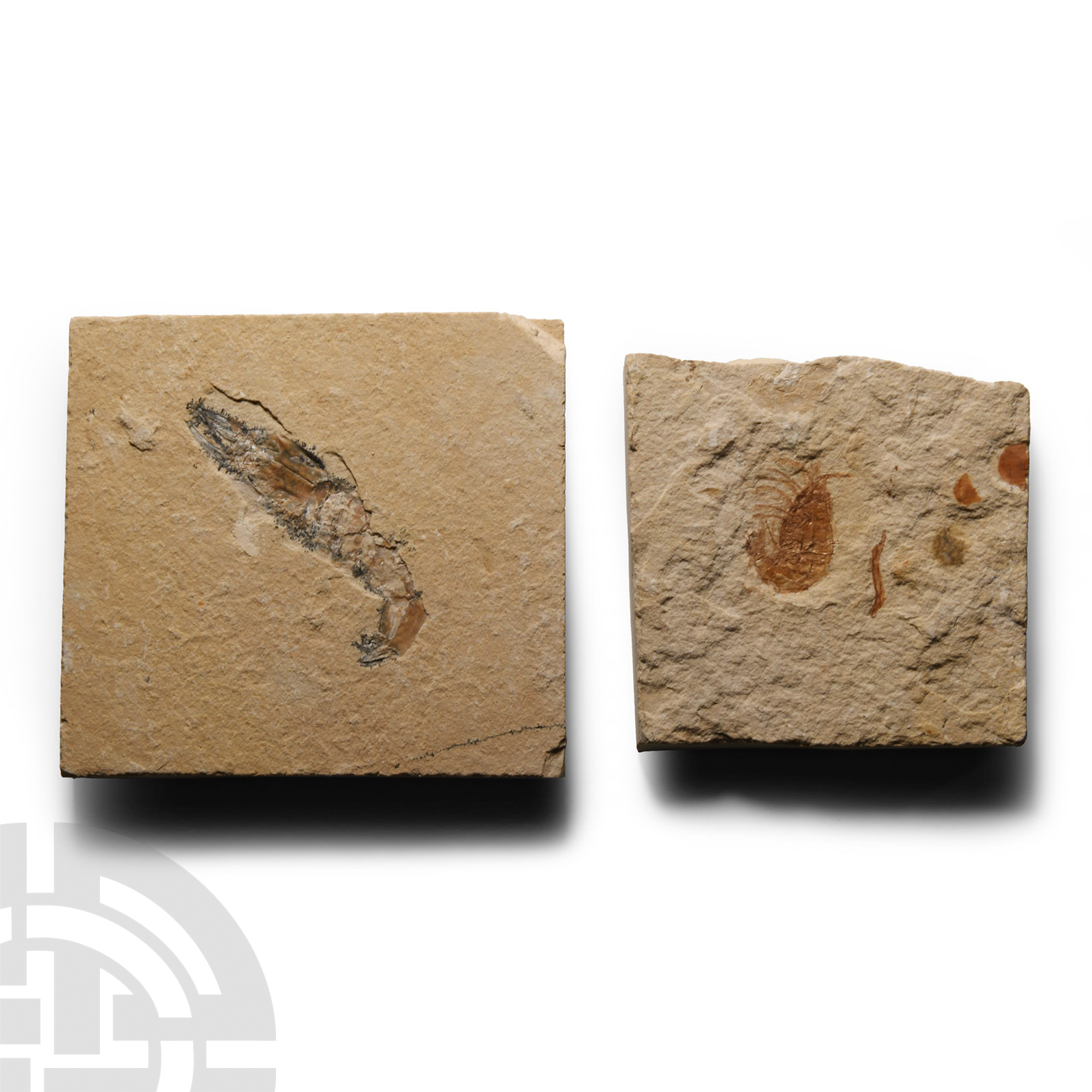 Natural History - Fossil Shrimp Group