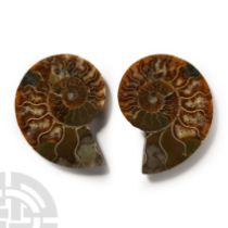 Natural History - Cut and Polished Fossil Ammonite