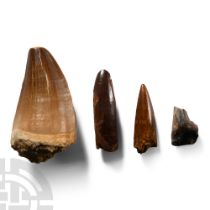 Natural History - Fossil Pterosaur, Sauropod, Mosasaur and Triceratops Dinosaur Tooth Collection