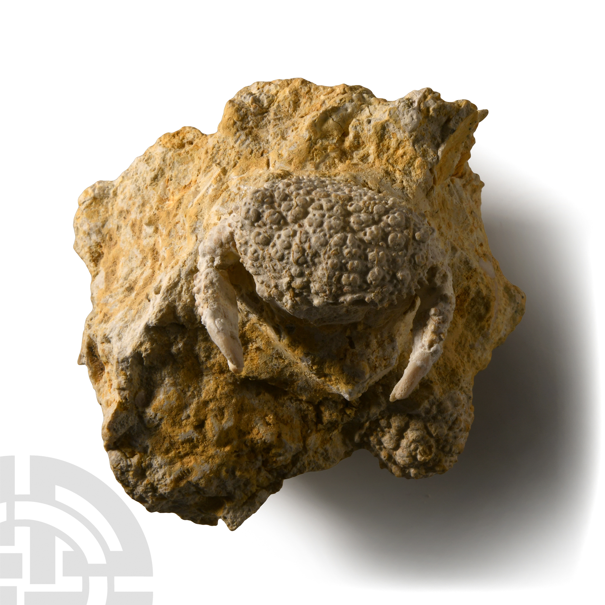 Natural History - Daira Fossil Crab