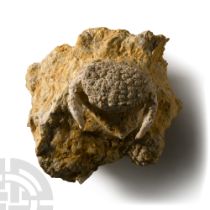 Natural History - Daira Fossil Crab