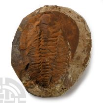 Natural History - Cambropallas Telesto Fossil Trilobite