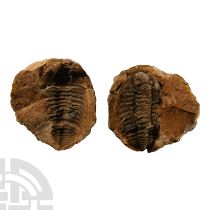Natural History - Flexicalymene Fossil Trilobite Nodule