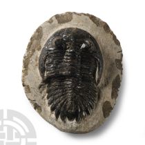 Natural History - Fossil Metcanthina Trilobite