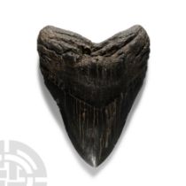 Natural History - Huge Megalodon Giant Shark Fossil Tooth