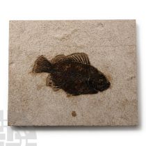 Natural History - Priscacara Fossil Fish